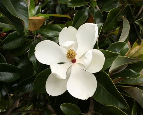 广玉兰英文|Magnolia grandiflora L., 广玉兰 (World flora)